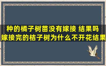 种的橘子树苗没有嫁接 结果吗 嫁接完的桔子树为什么不开花结果